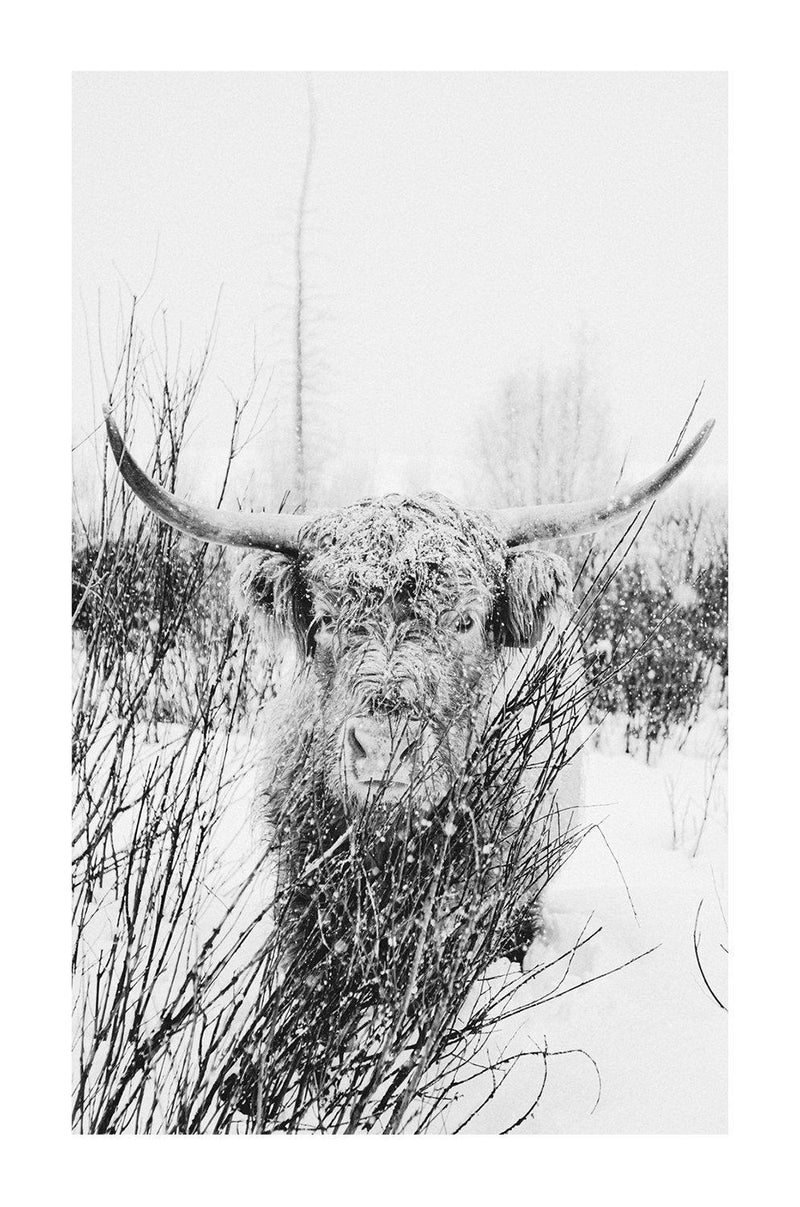 Fine art black and white photography of highland cattle by lijah Hanley. 