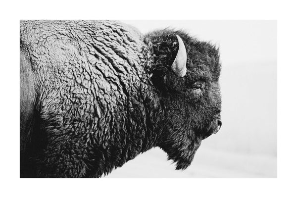 buffalo and bison in black and white