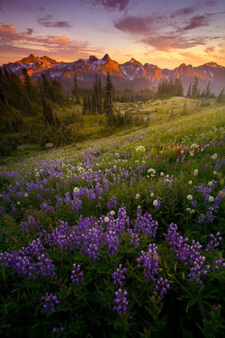 Tatoosh Range with wildflowers in Mount Rainier National Park. By Lijah Hanley. 