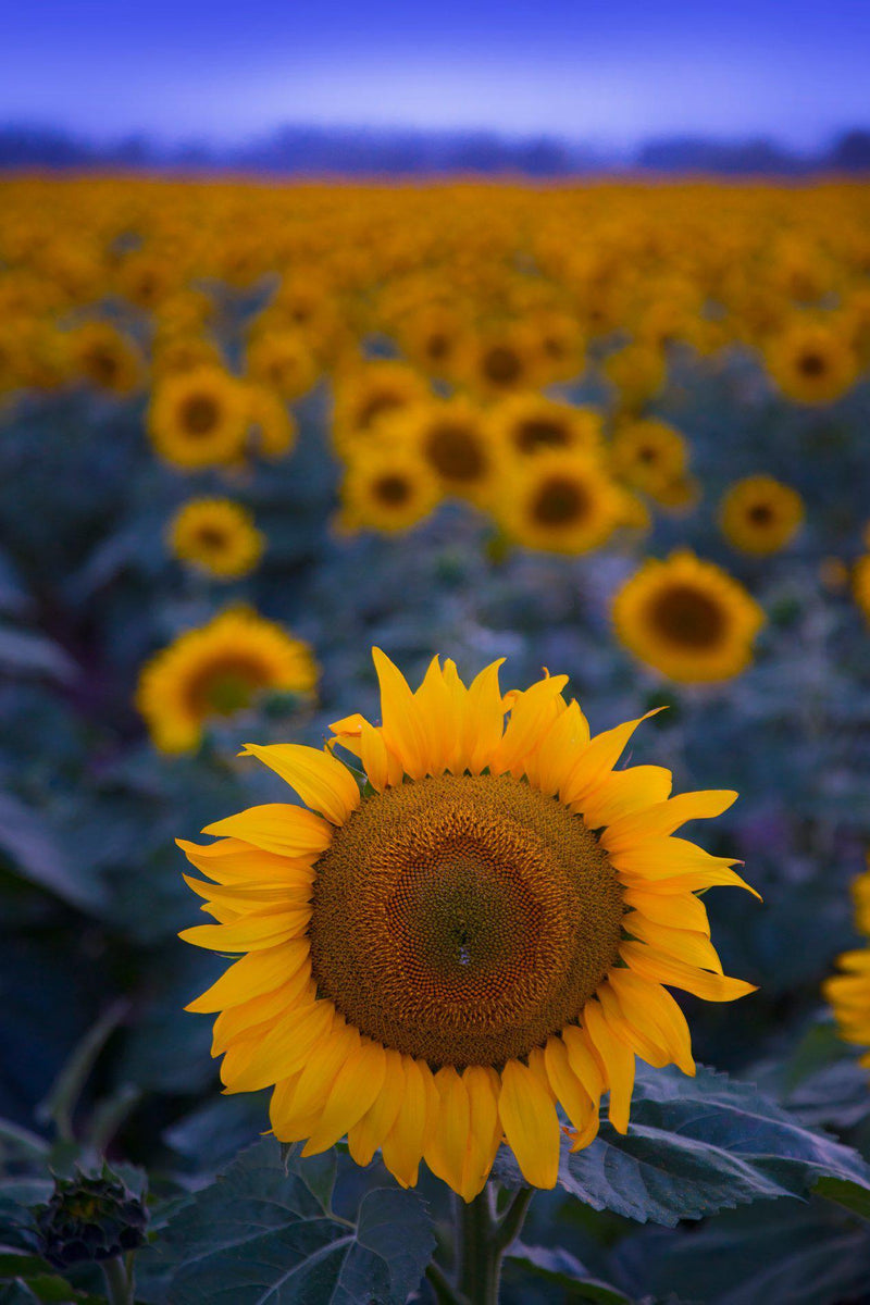 Sunflowers in Deer Valley Washington 