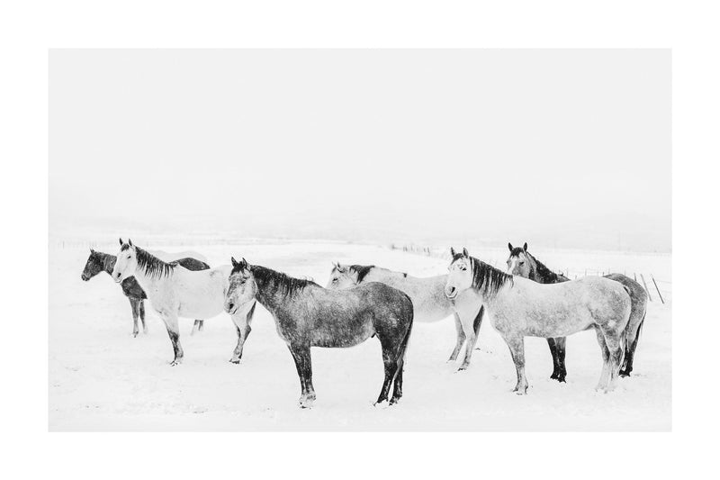 Fine art black and white photograph of horses in the snow by Lijah Hanley. 