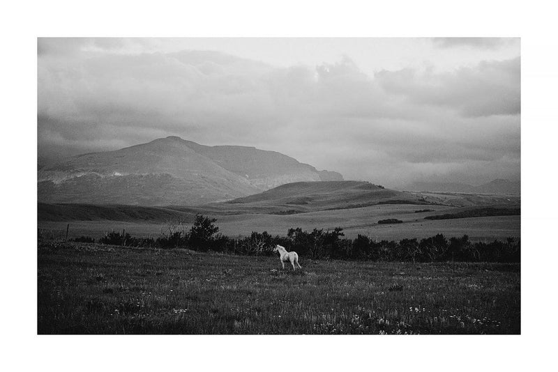"The White Horse"