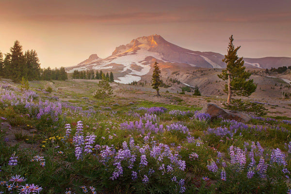 "Timberline Haze"