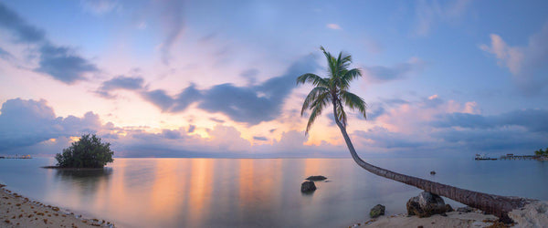 Photograph of a palm tree in the Florida Keys at sunrise. 