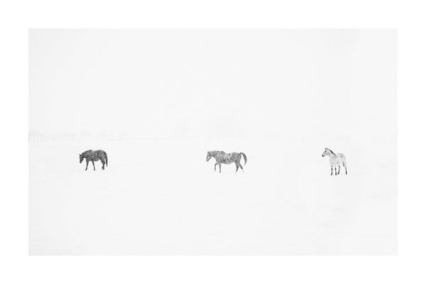 Fine art black and white photograph of horses in the snow by Lijah Hanley. 