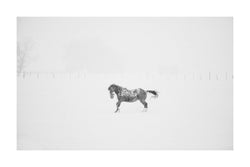 Fine art black and white photograph of horses in the snow by Lijah Hanley. 
