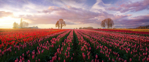 Photograph of rows of tulips at the wooden shoe tulip festival in oregon.