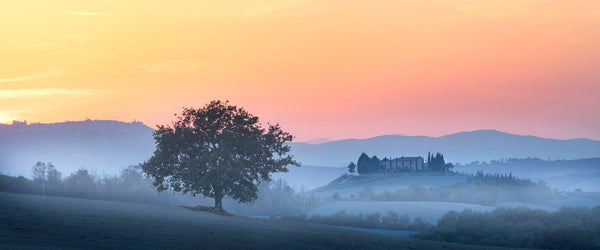 Photograph of fog and a tree in San Quirico d'Orcia, Italy in Tuscany. 