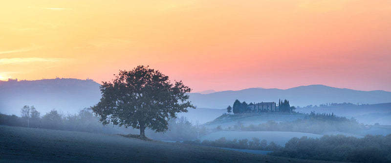 Photograph of fog and a tree in San Quirico d'Orcia, Italy in Tuscany. 