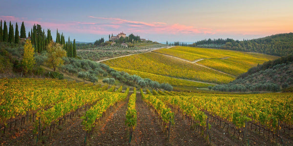 Photograph of vineyards in Tuscany, Italy.