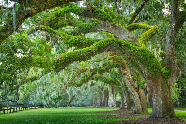 Oak trees with Spanish moss in Charleston South Carolina