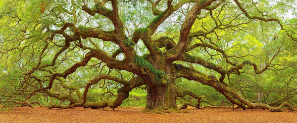Fine art photograph of the Angel oak tree in Charleston South Carolina. Amazing trees. 