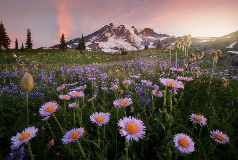 Alpine daisies at paradise meadows in Mount Rainier National Park. By Lijah Hanley. 