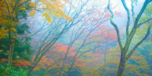 Fog and fall color in a forest in Minoo Japan, by Lijah Hanley. 
