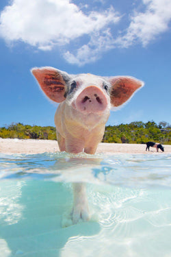 "Wilbur"