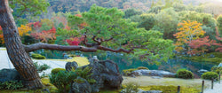 Photograph of a pine tree and fall color in a Japanese Garden in Kyoto. 