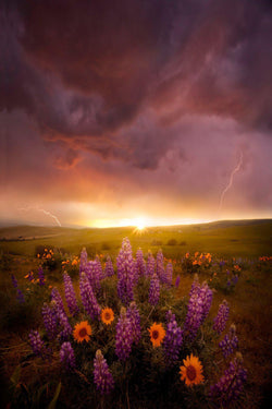 A thunderstorm over a field of flowers at sunset