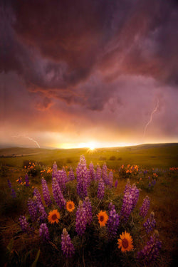A thunderstorm over a field of flowers at sunset